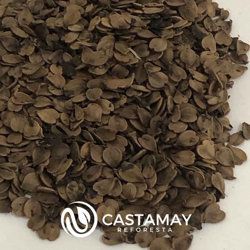 semilla de jacaranda